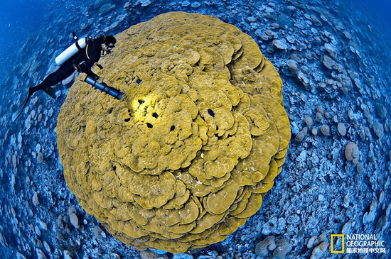 金曼礁國家紀(jì)念區(qū)，太平洋攝影：Brian Skerry，國家地理創(chuàng)意版