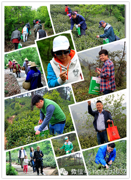 在這么美的地方體驗采茶，簡直太有感覺了