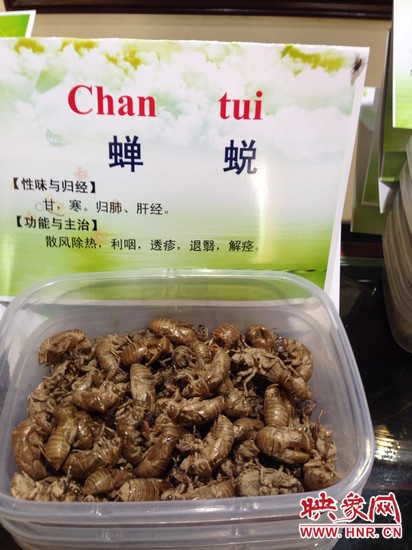 你可能沒想到，這個(gè)知了幼蟲退下的皮還是一味藥，對(duì)嗎？