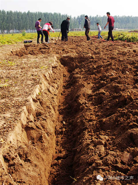 都說山藥埋得深，您還是眼見為實(shí)吧