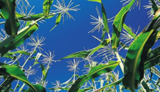 玉米割苗能增產(chǎn)20%～30%？不靠譜！