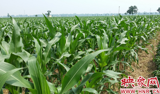 種植其他品種的玉米苗枝粗葉大，郁郁蔥蔥