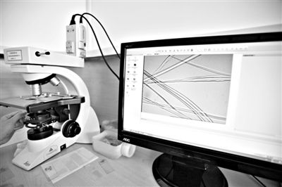 顯微鏡下，蠶絲呈現(xiàn)出表面有光澤，形狀不規(guī)則，粗細(xì)不均。