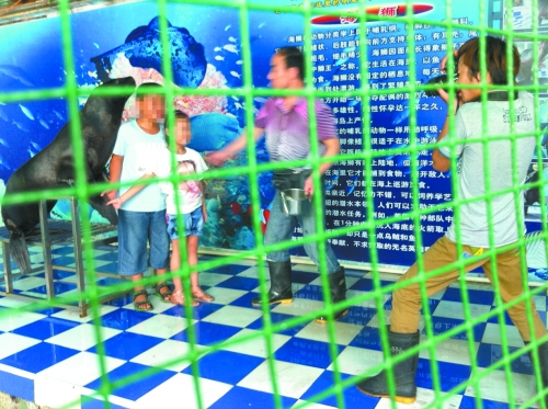 海獅就這樣被飼養(yǎng)員和攝影師擺弄，稍不聽(tīng)話就會(huì)遭到毒打。