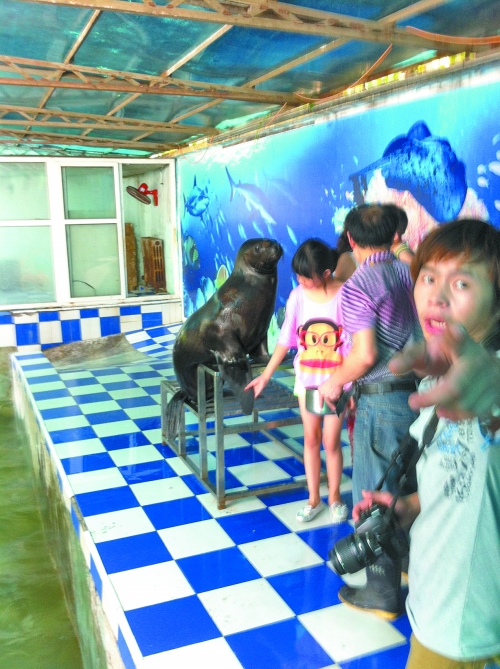 海獅館內(nèi)的攝影師警惕性很高,禁止記者拍照。