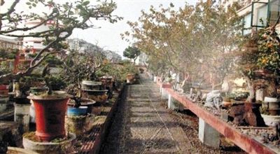 劉光嘉出示博物館內(nèi)部圖片中，擺放著各種盆景。