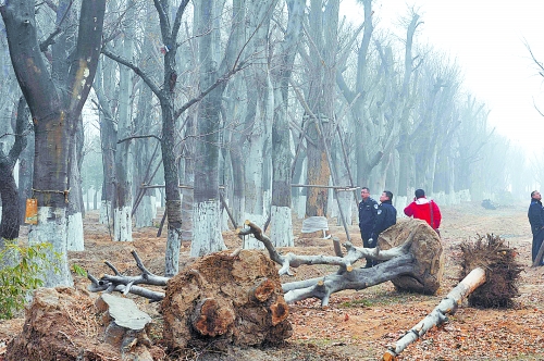 老樹之殤，令人扼腕。
