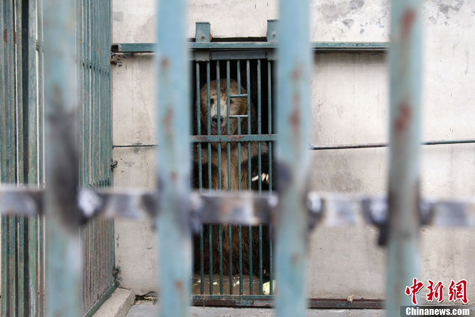 6月19日，河南鄭州，新密市動(dòng)物園咬死飼養(yǎng)員的肇事棕熊被暫押在鄭州動(dòng)物園內(nèi)，該熊“臥室”周圍被三重鋼