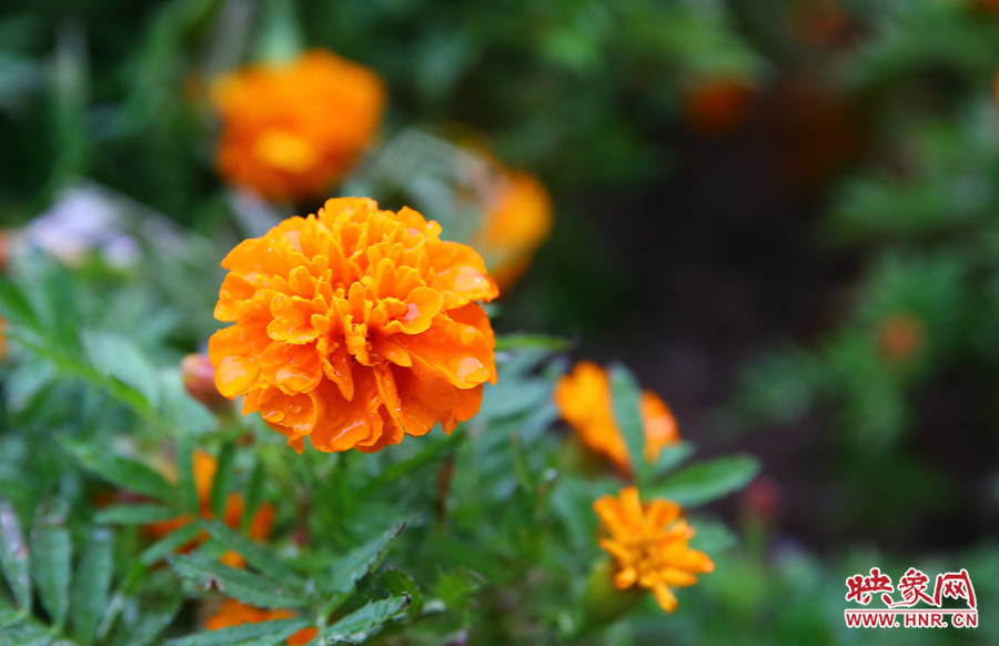 一場秋雨洗去花朵上多日來的塵埃，嬌艷欲滴。