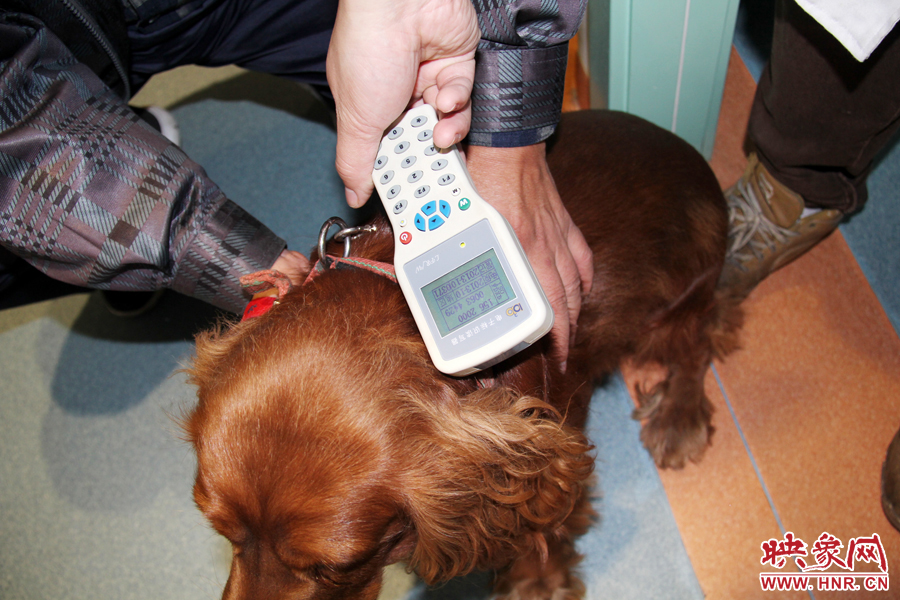 只要用儀器一掃，狗狗的信息就可以一覽無余