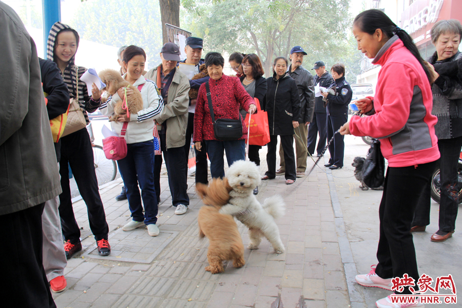在辦狗證現(xiàn)場，兩只狗狗歡樂地在一起玩耍