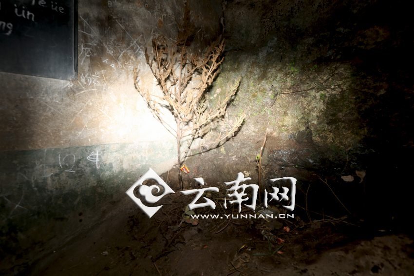 　教室里沒有燈，光線太暗，村民便種下了野蘇麻，希望教室有綠色，讓孩子們看到“希望”。 徐弘毅 攝