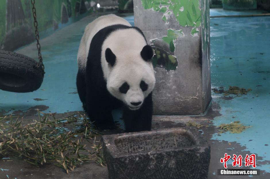 3月17日，河南鄭州動(dòng)物園內(nèi)的大熊貓“龍昇”。