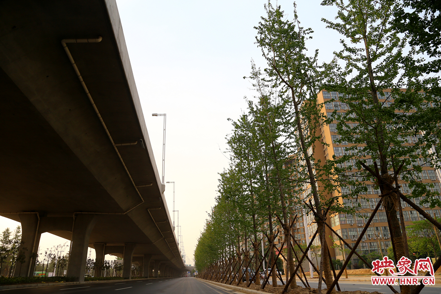 三環(huán)快速路旁的銀杏樹(shù) 三環(huán)快速路旁的銀杏樹(shù)