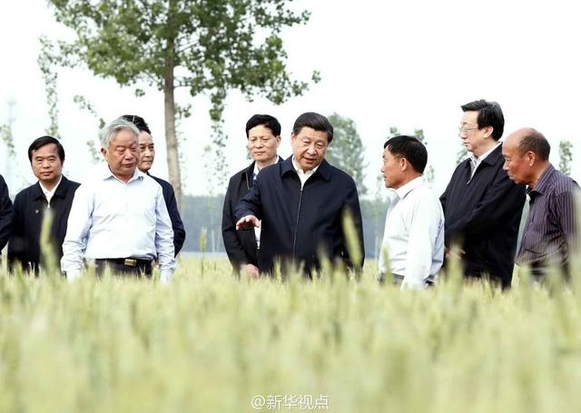 習(xí)近平走進糧田,看麥穗灌漿,問農(nóng)田建設(shè)。