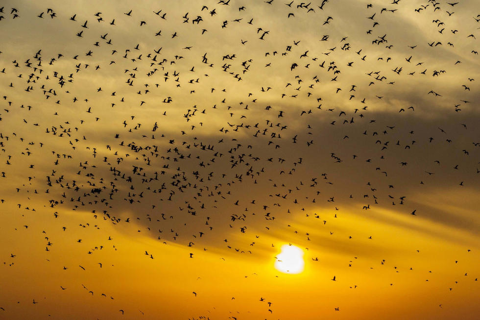江蘇省連云港市贛榆區(qū)上空出現(xiàn)火燒云景觀，成群海鳥迎著霞光在天空中翩躚起舞，場面蔚為壯觀。