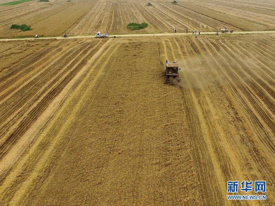 這是5月28日在河南省南陽市唐河縣甘河灣村航拍的麥?zhǔn)宅F(xiàn)場。