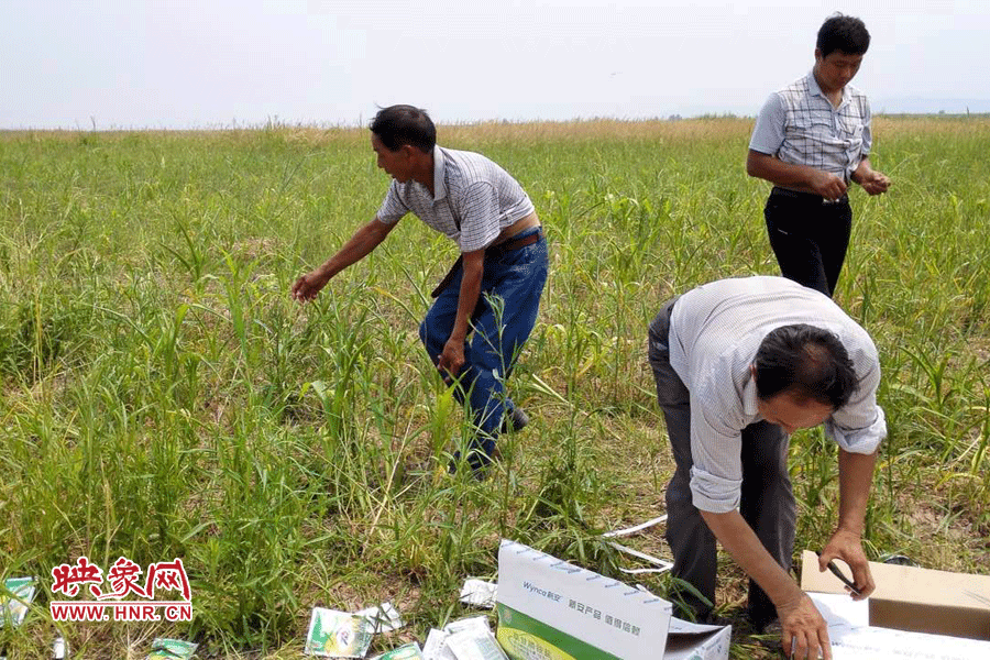 村民在撿拾散落的農(nóng)藥袋，身后是被毀的玉米。