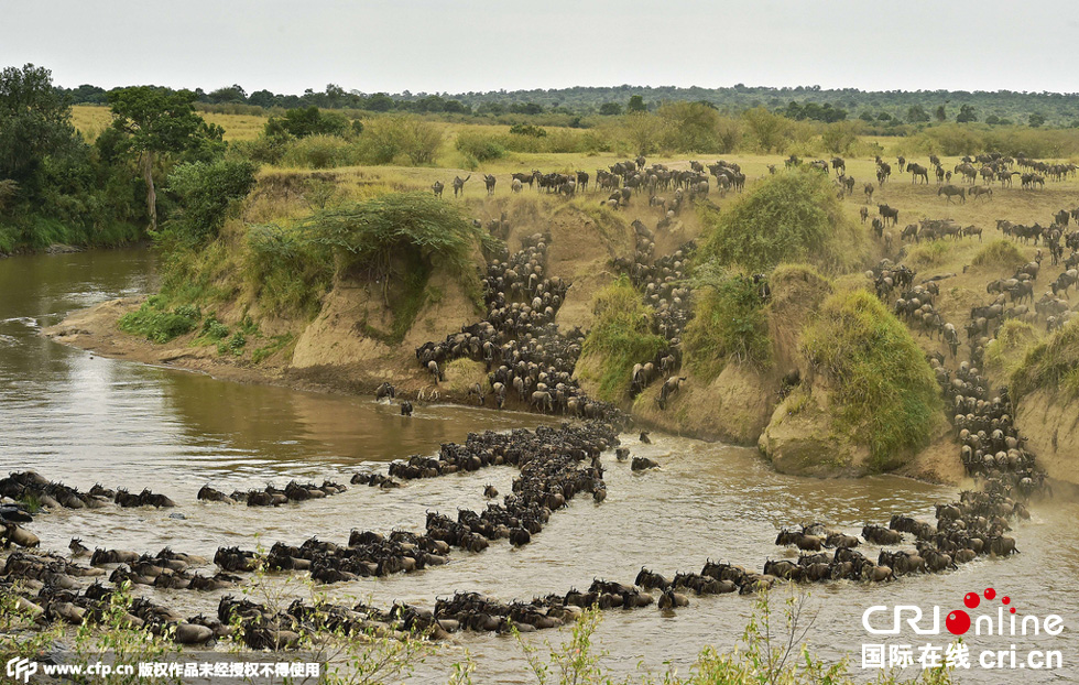當(dāng)?shù)貢r(shí)間2015年9月4日，肯尼亞馬賽馬拉，角馬大遷徙。