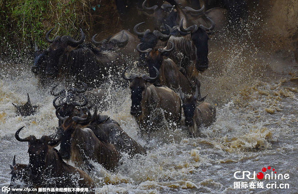 當(dāng)?shù)貢r(shí)間2015年9月4日，肯尼亞馬賽馬拉，角馬大遷徙。