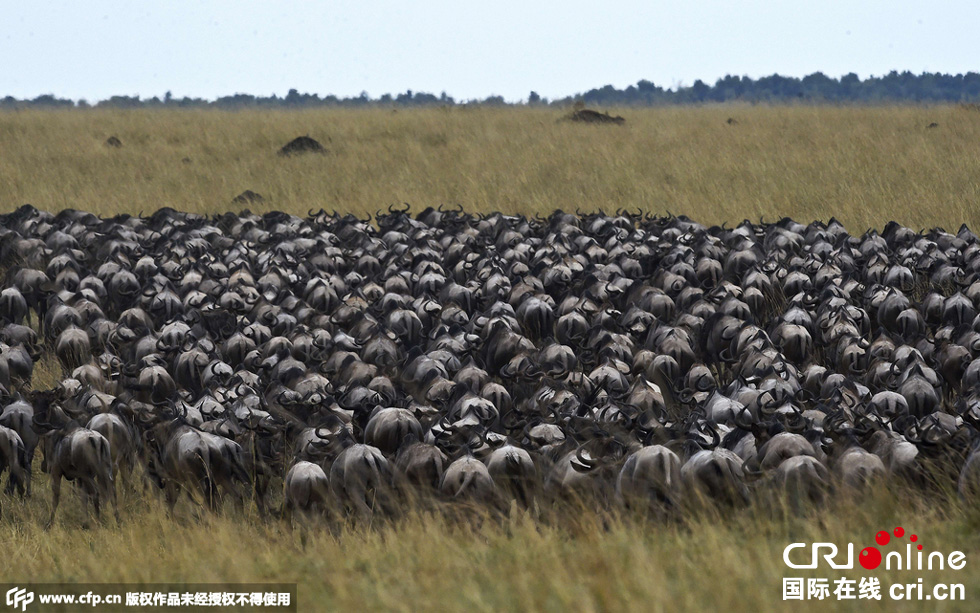 當(dāng)?shù)貢r(shí)間2015年9月4日，肯尼亞馬賽馬拉，角馬大遷徙。