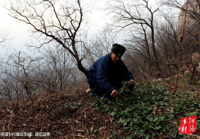 山上缺雨少水，不大的一方菜地。是他和另一個(gè)道友的菜地，老崔的蔬菜倒也擺弄的一片生機(jī)盎然。