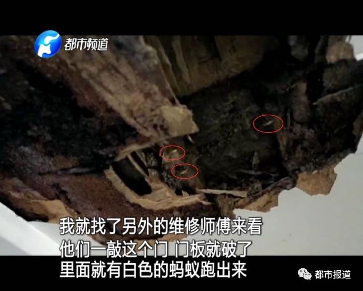 蟻族大軍入侵！十幾萬裝修的新家被“吃掉”