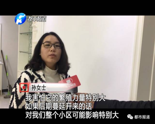 蟻族大軍入侵！十幾萬裝修的新家被“吃掉”