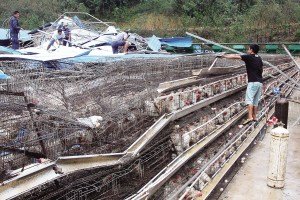 11月13日，位于三亞市吉陽鎮(zhèn)的三亞市菜籃子蛋雞基地，工人們正在搶修雞舍設(shè)施。