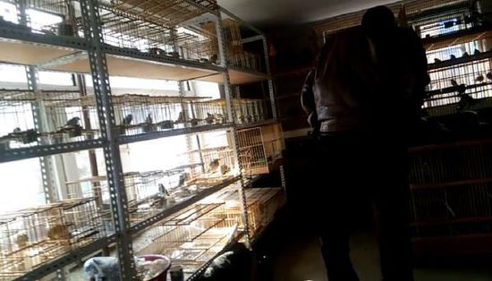 哈爾濱市雙城區(qū)集市上，一家沒(méi)有招牌的平房里擺滿(mǎn)了各種野鳥(niǎo)等待出售。