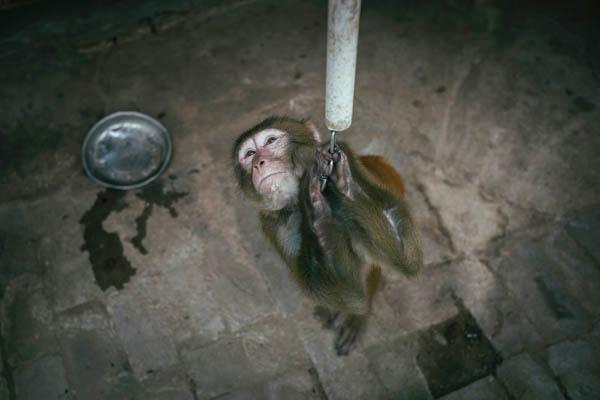 環(huán)球時報：有關部門拿公眾當“猴子”折騰春節(jié)假