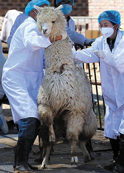 好強壯！我真的不是虛胖，兩三個人別想控制我。