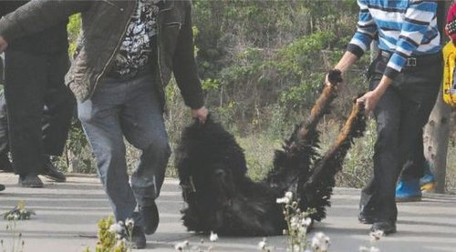 雙流鳳凰村兩只巨型藏獒襲擊村民，民警用手槍將其當(dāng)場(chǎng)擊斃