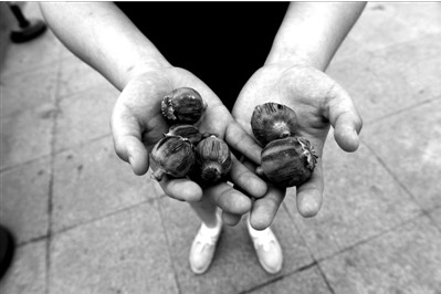 “大煙殼”輕易就可以買到。下圖：女?dāng)傊髂贸霾卦诩t色兜子里的“大煙殼”，向記者兜售。京華時(shí)報(bào)實(shí)習(xí)記者趙思衡攝