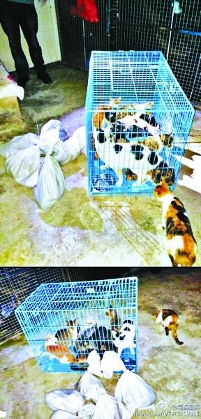 志愿者將放生的貓抓捕回來，這些貓等待領(lǐng)養(yǎng)