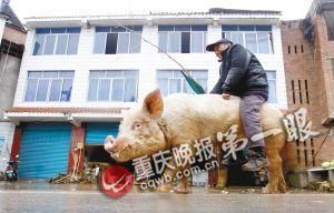 蔣大爺騎著他的種豬出門，回頭率很高。