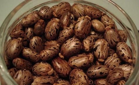 蓖麻子中含蓖麻毒蛋白及蓖麻堿，特別是前者，會引起中毒。網(wǎng)絡截圖