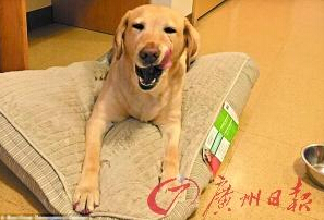 機(jī)智的導(dǎo)盲犬尤蘭達(dá)。