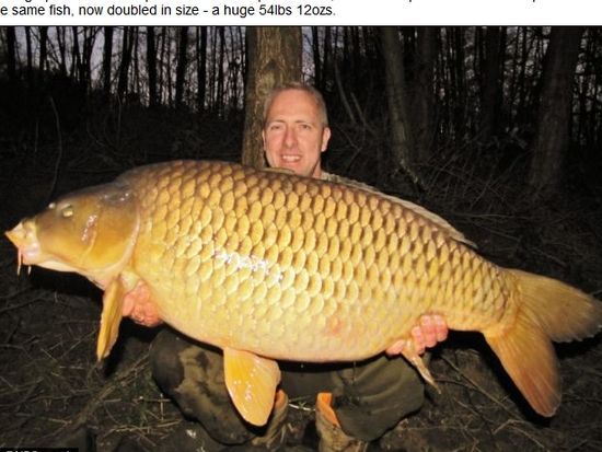英國(guó)男子捕獲14年前放生巨鯉 鯉魚(yú)體重翻番