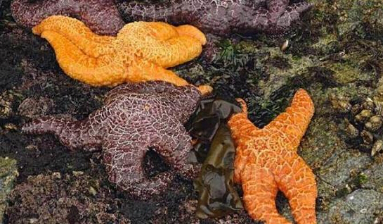 近2年來，估計有百萬只海星自殺（臺灣中時電子報）