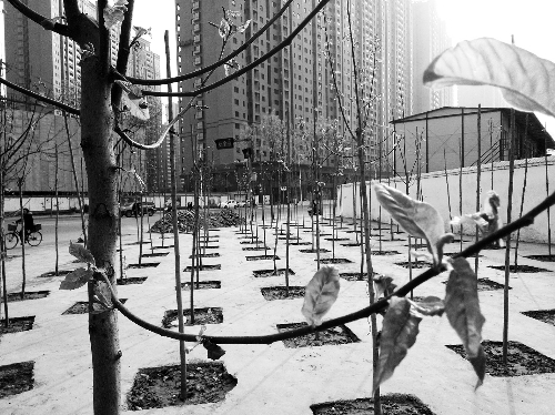 英協(xié)路沈莊北街路口空地上，城管雇人種的100多棵樹(shù)已經(jīng)長(zhǎng)出了嫩芽