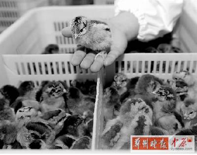 五一過(guò)后，雞苗價(jià)格逐步漲至2元