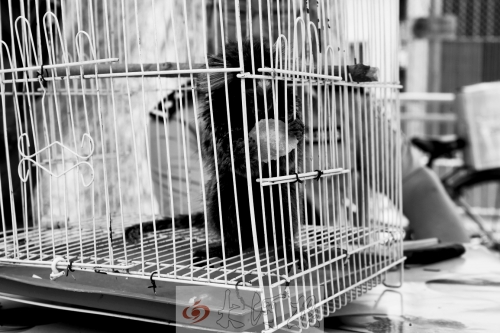 “別看俺個(gè)子小，中國很稀少！”