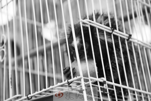 “不要盯著俺看，俺害羞……”（設(shè)計(jì)臺(tái)詞）