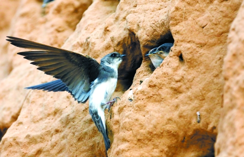 　曾經(jīng)，那些在工地上的巢穴待哺的小沙燕