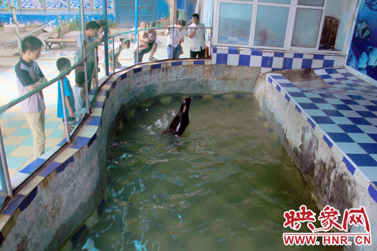 圖為游客在護欄網(wǎng)外面，觀看海獅的表演。