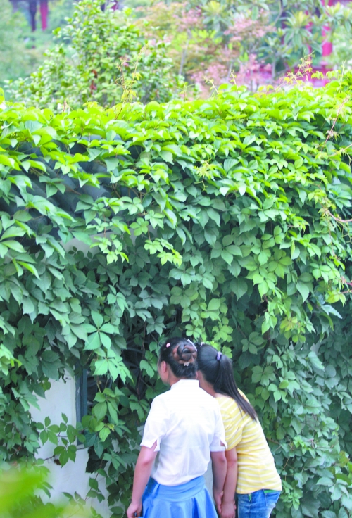 外面的游客正通過墻上的鏤空的窗，向夢溪園內(nèi)觀望。