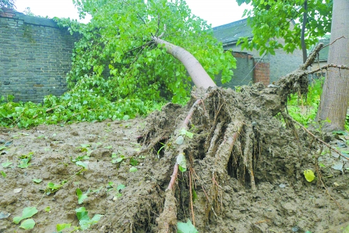 在焦作馬村區(qū)白莊老村，大樹被狂風(fēng)刮倒。