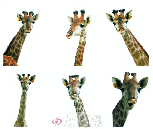 不是我們“高高在上”，只是個子太高就看看臉吧！