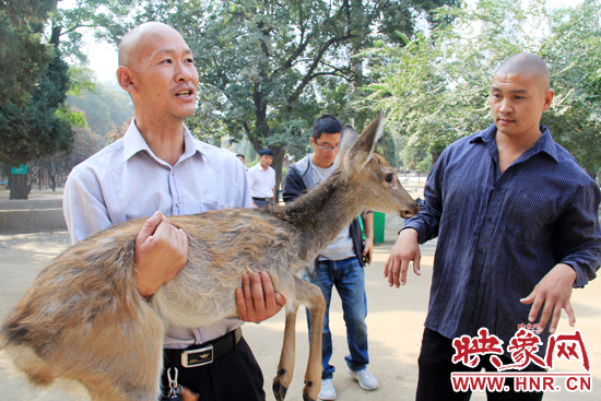 失主宋先生將“愛鹿”抱回家,并表示待小鹿傷情痊愈后,將其送到動物園,供市民觀賞。